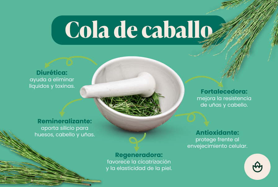 Propiedades de la Cola de Caballo