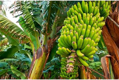 5 propiedades desconocidas del plátano macho