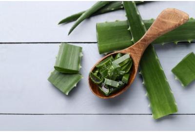 10 usos caseros del aloe vera