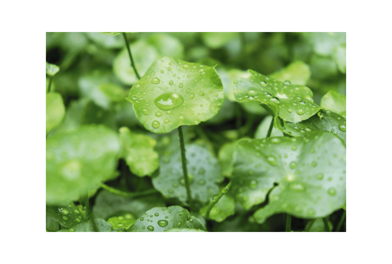 Propiedades y beneficios de la centella asiática