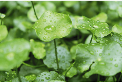 Propiedades y beneficios de la centella asiática