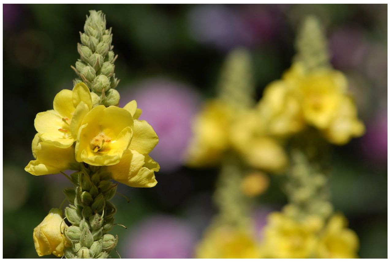 5 propiedades benéficas del gordolobo