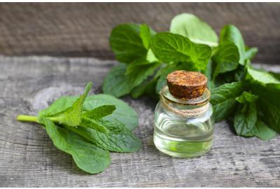 4 diferencias clave entre la menta y la hierbabuena
