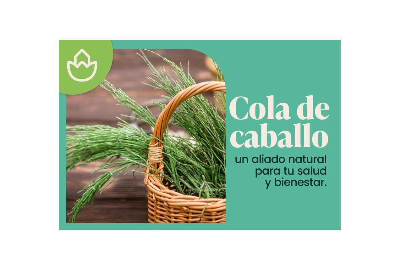 Cola de caballo sus propiedades y para que sirve