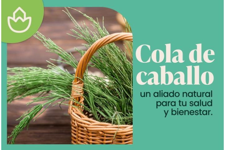 Cola de caballo sus propiedades y para que sirve