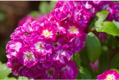  Propiedades y para qué sirve el aceite rosa mosqueta