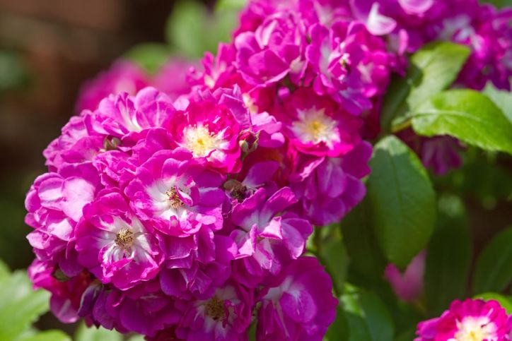  Propiedades y para qué sirve el aceite rosa mosqueta