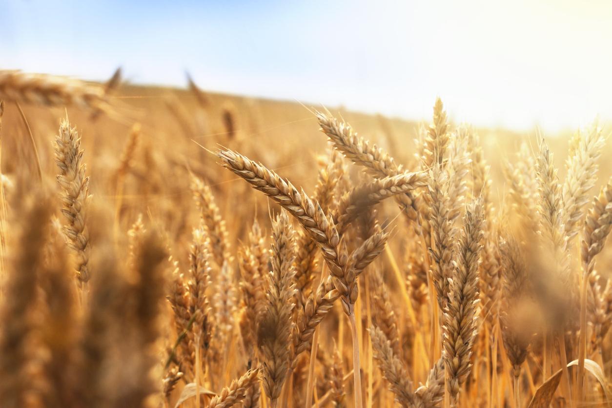 Cómo tomar hierba de trigo y sus propiedades